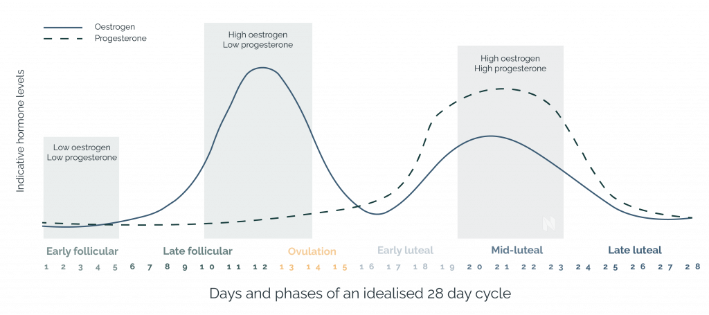 What is a menstrual cycle? 